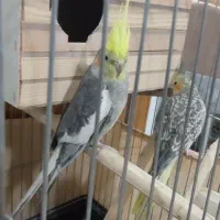 عروسی هلندی