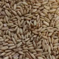 گندم بذری دیم رقم سرداری