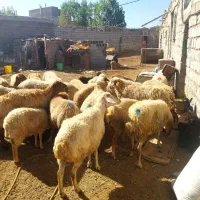 گوسفند جوان|حیوانات مزرعه|اردبیل, |دیوار