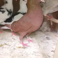 کفتر سرخ دم سفید نر  پلنگ سیاه.ابلغ اغون