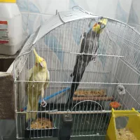 یک جفت عروس هلندی مولد