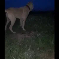 سگ پژدر خراسان سراب