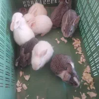 بچه خرگوش