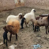 سلام  ۴رس کاور بره زائده  قیمت ۴۰ملیون