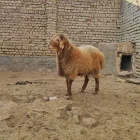 بره قوچ هترو|حیوانات مزرعه|اسفراین, |دیوار