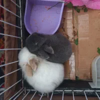 خرگوش لوپ بچه|موش و خرگوش|صوفیان, |دیوار