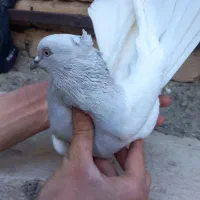 کبوتر کله موشی