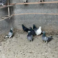 کبوتر پلاکی المانی|پرنده|معصومیه, |دیوار