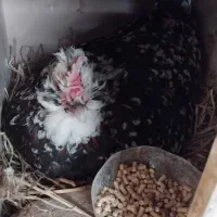 مادر|حیوانات مزرعه|رباط‌کریم, شهرک صنعتی پرند|دیوار