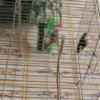 سهره کرمانی کار داده