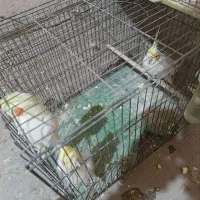 سه عدد لوتینو