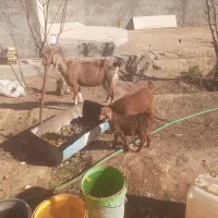 بزوکره دورگ|حیوانات مزرعه|مهریز, |دیوار