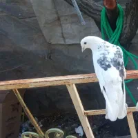 کبوتر گمشده