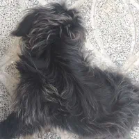 سگ شیتزو|سگ|تهران, آذربایجان|دیوار