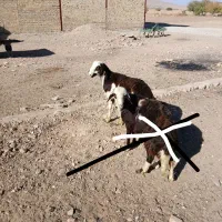 بره قوچ|حیوانات مزرعه|اشترینان, |دیوار