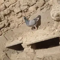 کبوتر نر|پرنده|کرباسک, |دیوار