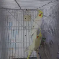 عروس هلندی جفت کارداده