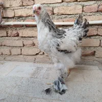 برهما