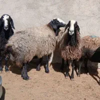 ۸عدد میش چاق|حیوانات مزرعه|مهریز, |دیوار