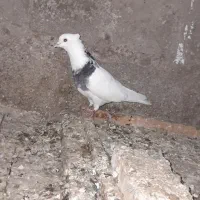 کبوتر|پرنده|شادگان, |دیوار