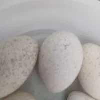 تخم بوقلمون تازه بوقلمون|حیوانات مزرعه|باشت, |دیوار