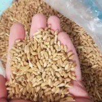 فروش گندم