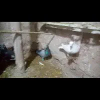 کفتر|پرنده|رادکان, |دیوار