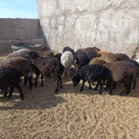 بره|حیوانات مزرعه|زاویه, |دیوار