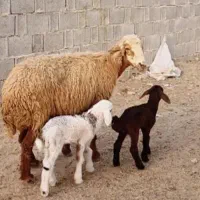 میش چینی با دوتا کره نر