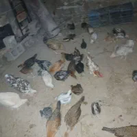 جوجه محلی فروشی   لنده