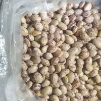 لوبیا چیتی سرحد