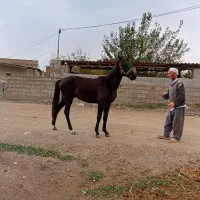 اسب نر|اسب و تجهیزات اسب‌سواری|گنبد کاووس, |دیوار