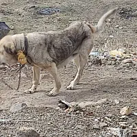 سگ سرابی اصل|سگ|مشگین شهر, |دیوار