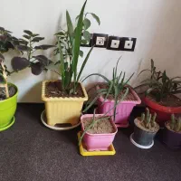 گل و گلدان طبیعی