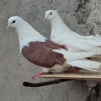 جفت طوقی|پرنده|اردبیل, |دیوار