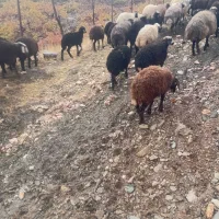 ۱۴ راس بره ماده