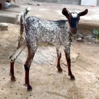 گل نابی صلاله|حیوانات مزرعه|رفسنجان, |دیوار