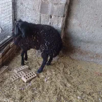 فروش بره نر  چاق