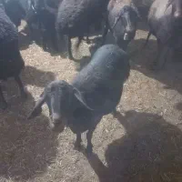 بره  شیشک|حیوانات مزرعه|زنجانرود, |دیوار