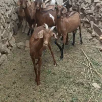 بز الپا