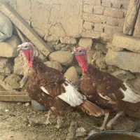 بوقلمون محلی|حیوانات مزرعه|شاهین دژ, |دیوار