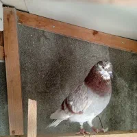 کبوتر پرشی نشون دار