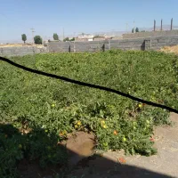 زمین مسکونی ۲۰۰ متری در قره بلاغ سلطانیه|فروش زمین و ملک کلنگی|باغ حلی, |دیوار