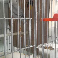 چهار جفت برزیلی مولدهمراه تخم جوجه|پرنده|بروجرد, |دیوار