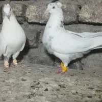 کبوتر دومبی
