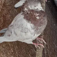 ۶تا کبوتر 1تومن