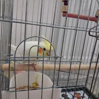 عروس هلندی لوتینو|پرنده|سبزوار, امیر کبیر|دیوار