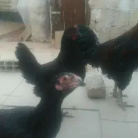 جوجه خروس لاری با یک خروس محلی بزرگ|پرنده|مشهد, شهید قربانی|دیوار