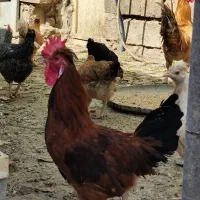 فروش مرغ وخروس|حیوانات مزرعه|گتوند, |دیوار