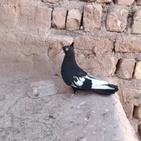 ماده  قره سینه یا همون سینه سیاه|پرنده|تربت جام, جامرود|دیوار